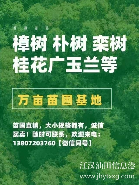 【出售香樟朴树栾树桂花广玉兰等】