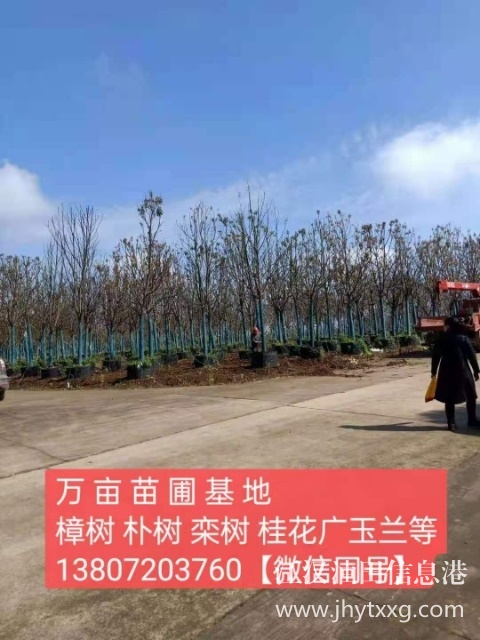 【出售香樟朴树栾树桂花广玉兰等】