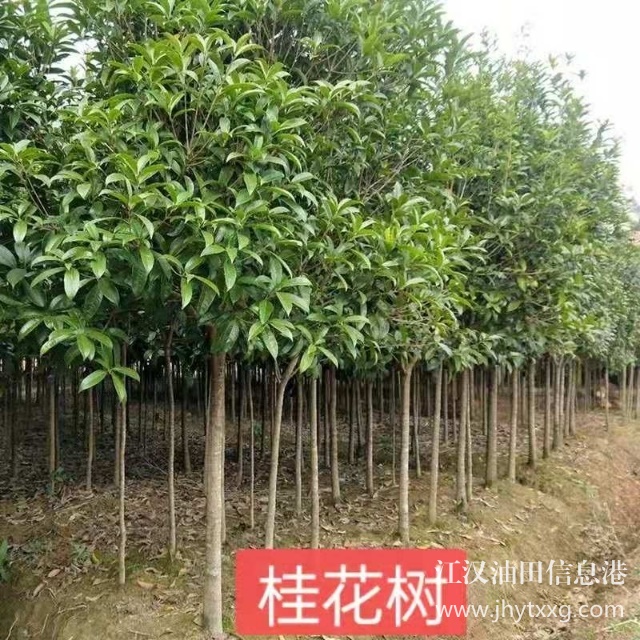 【出售香樟朴树栾树桂花广玉兰等】