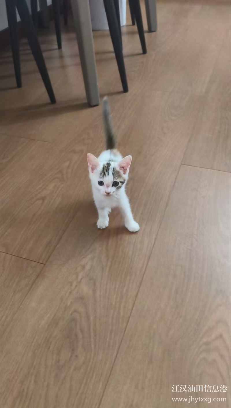 60天小奶猫无偿领养（广华）
